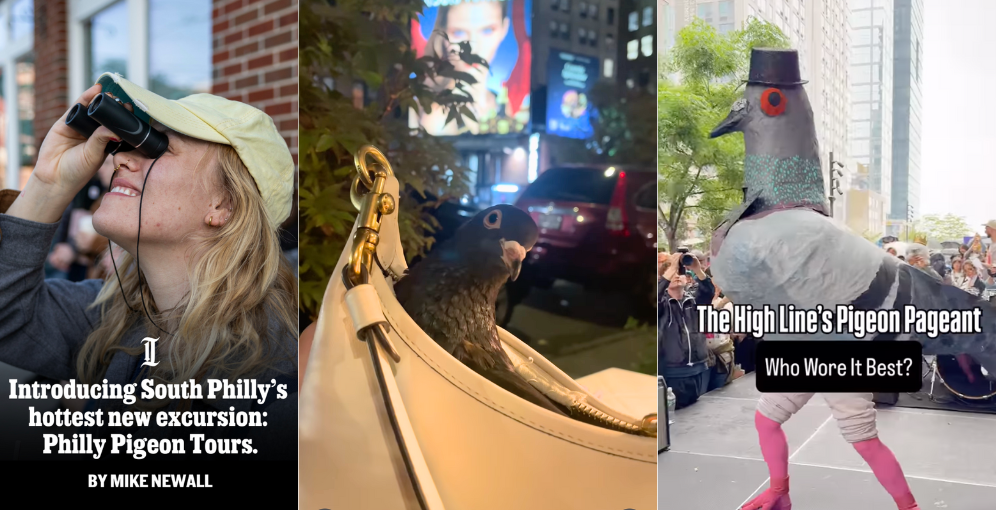 A collage of pigeon ephemera: Philly Pigeon Tours, a city pigeon, and the High Line's Pigeon Pageant